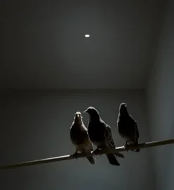 Da soffitto plafoniera Nulla a prezzo scontato^Davide Groppi Clearance