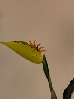 Da tavolo con SCONTO IMPERDIBILE^Banci Hot