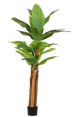 Oggettistica design Pianta banano di scontata del 30% Oggettistica