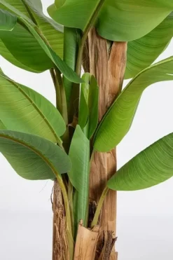 Oggettistica design Pianta banano di scontata del 30% Oggettistica